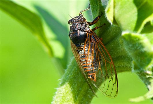 Cicadas in Annapolis