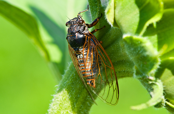 Cicadas in Annapolis